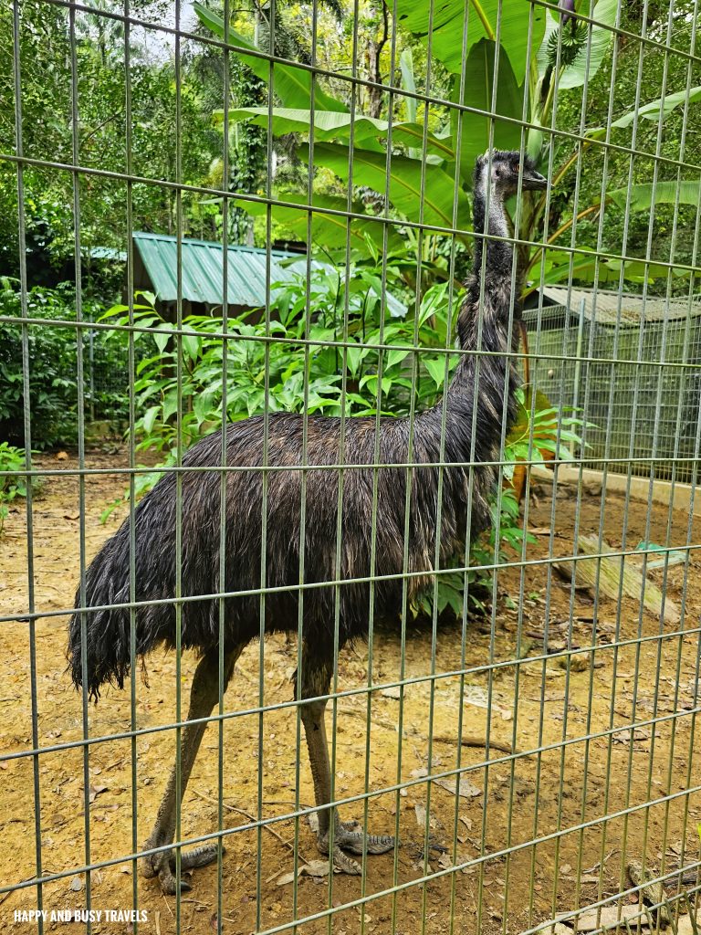 Lok Kawi Wildlife Park 36 - Emu Dromaius novaehollandiae Where to go kota kinabalu sabah malaysia tourist spot what to do - Happy and Busy Travels