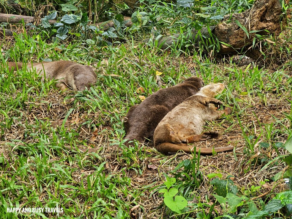 Lok Kawi Wildlife Park 37 - Smooth Coated Otter Lutrogale perspicillata Where to go kota kinabalu sabah malaysia tourist spot what to do - Happy and Busy Travels