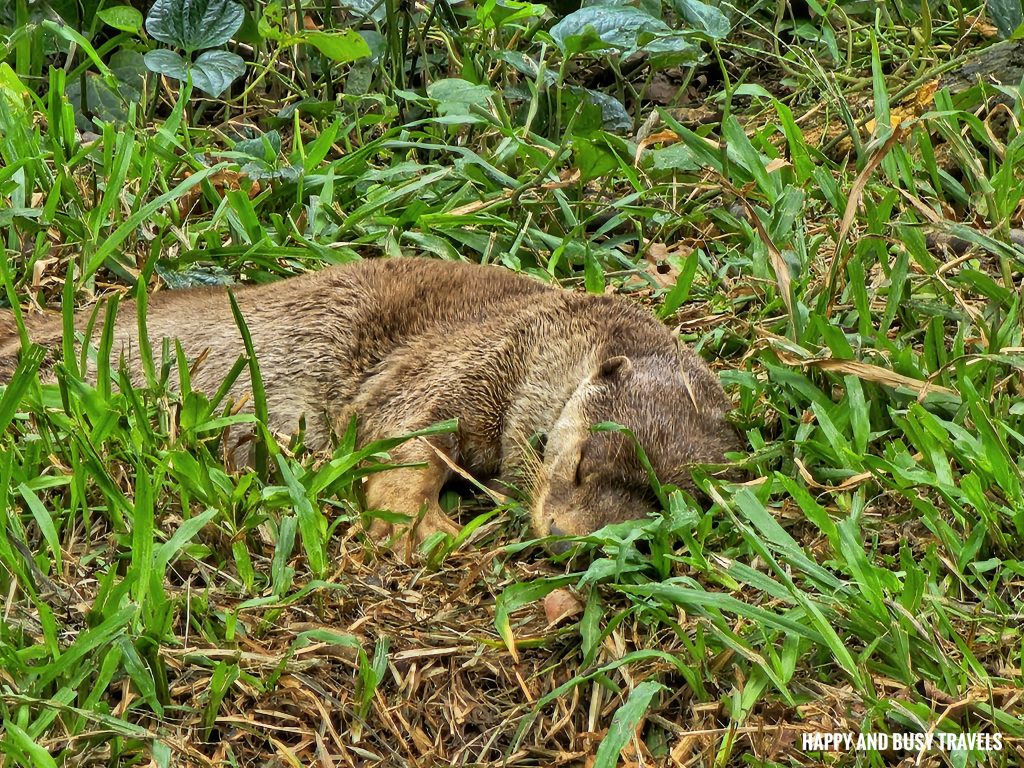 Lok Kawi Wildlife Park 38 - Smooth Coated Otter Lutrogale perspicillata Where to go kota kinabalu sabah malaysia tourist spot what to do - Happy and Busy Travels