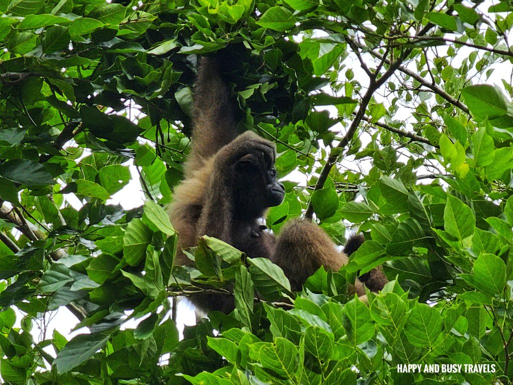 Lok Kawi Wildlife Park 39 - Bornean Gibbon kelawat hylobates muelleri Where to go kota kinabalu sabah malaysia tourist spot what to do - Happy and Busy Travels