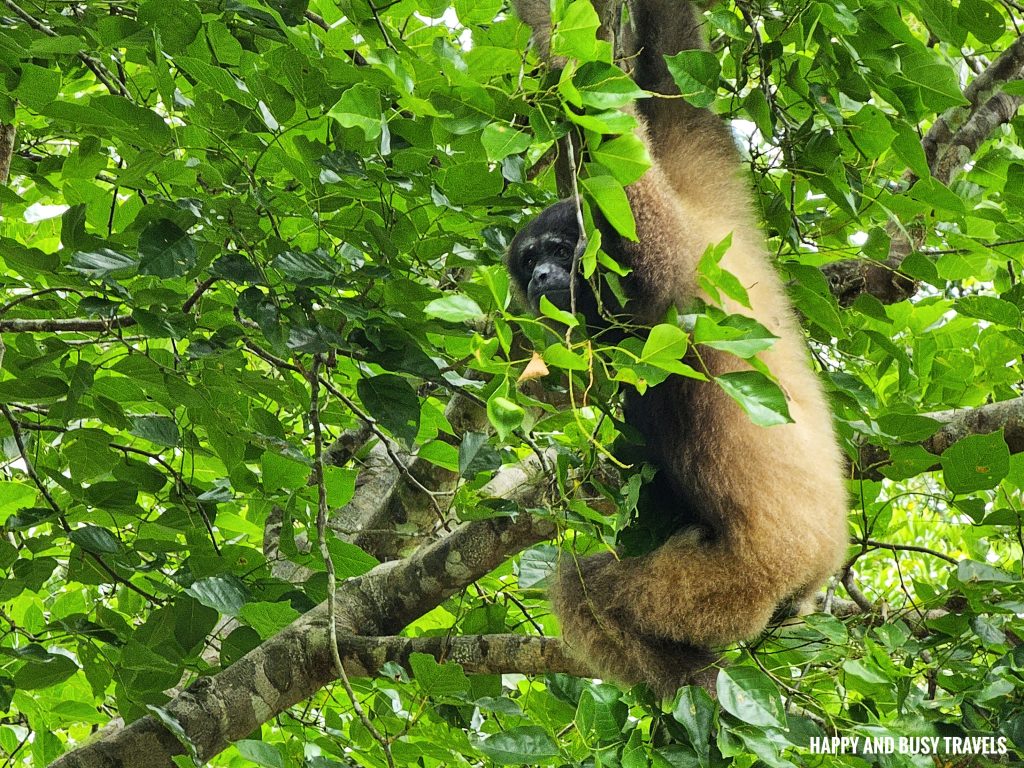 Lok Kawi Wildlife Park 40 - Bornean Gibbon kelawat hylobates muelleri Where to go kota kinabalu sabah malaysia tourist spot what to do - Happy and Busy Travels