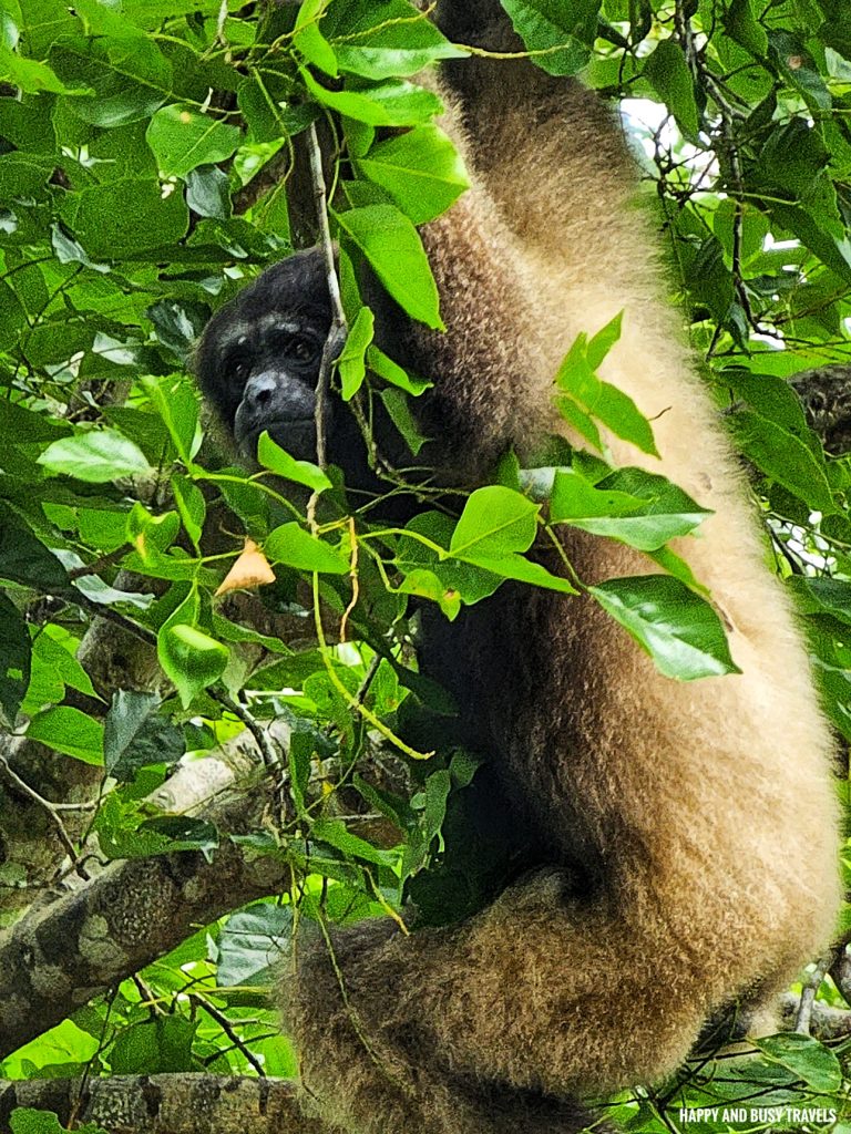 Lok Kawi Wildlife Park 41 - Bornean Gibbon kelawat hylobates muelleri Where to go kota kinabalu sabah malaysia tourist spot what to do - Happy and Busy Travels