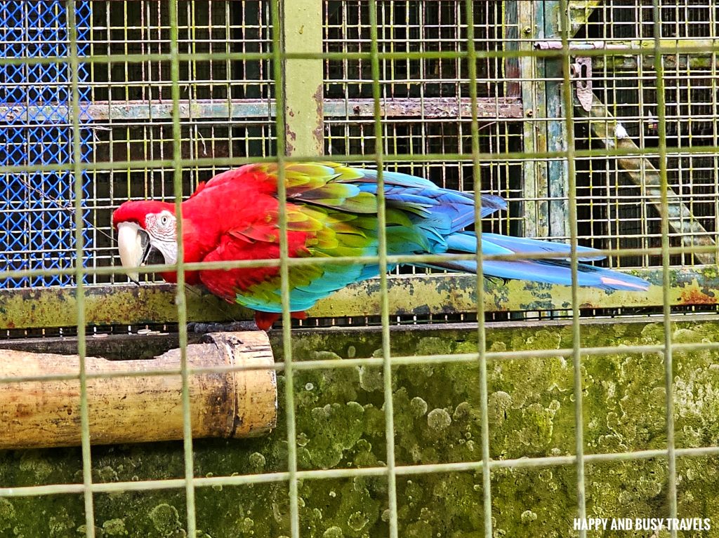 Lok Kawi Wildlife Park 5 - Green winged Macau ara chloropterus bird Where to go kota kinabalu sabah malaysia tourist spot what to do - Happy and Busy Travels