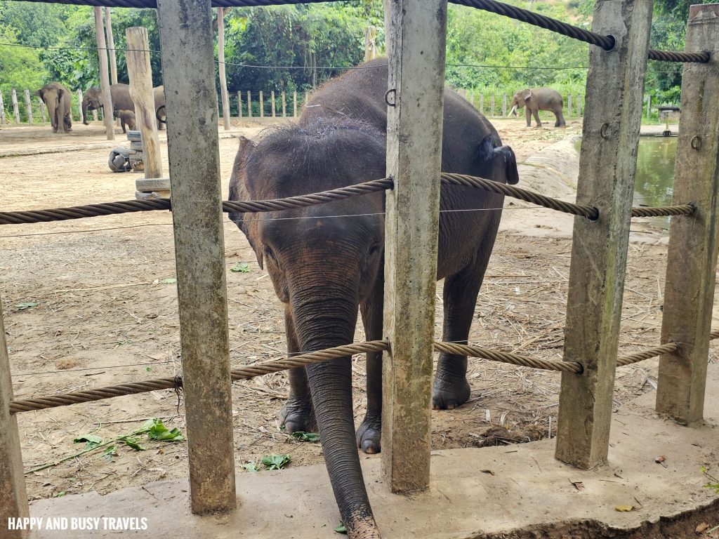 Lok Kawi Wildlife Park 52 - Bornean Elephant elephas maximus borneensis Where to go kota kinabalu sabah malaysia tourist spot what to do - Happy and Busy Travels