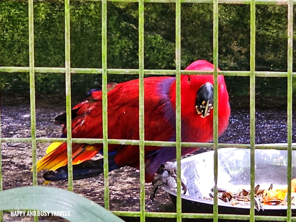 Lok Kawi Wildlife Park 6 - grand eclectus parrot bird Where to go kota kinabalu sabah malaysia tourist spot what to do - Happy and Busy Travels