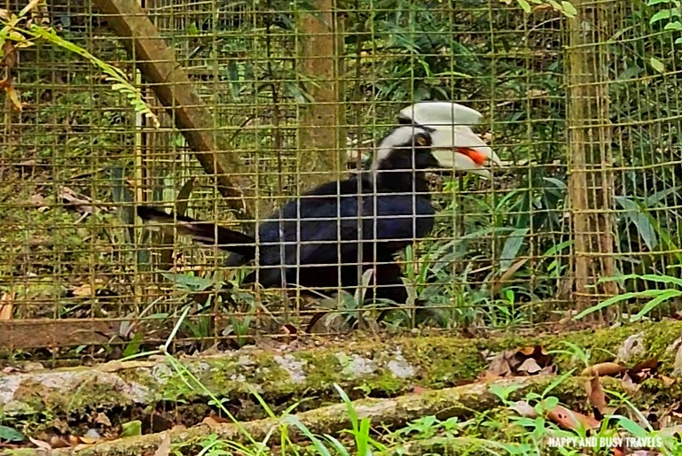 Lok Kawi Wildlife Park 7 - asian black hornbill Where to go kota kinabalu sabah malaysia tourist spot what to do - Happy and Busy Travels
