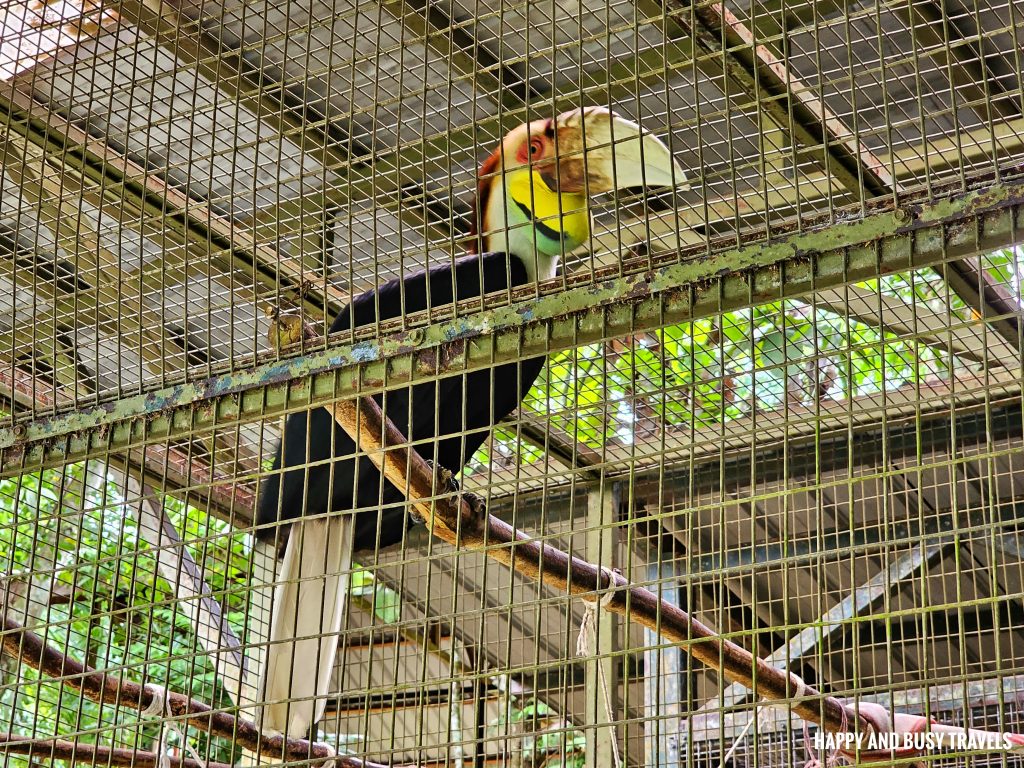 Lok Kawi Wildlife Park 8 - wreathead hornbill bird Where to go kota kinabalu sabah malaysia tourist spot what to do - Happy and Busy Travels