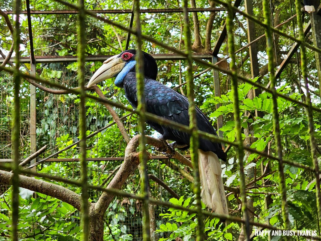 Lok Kawi Wildlife Park 9 - hornbill Where to go kota kinabalu sabah malaysia tourist spot what to do - Happy and Busy Travels