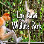 Lok Kawi Wildlife Park - Where to go kota kinabalu sabah malaysia tourist spot what to do - Happy and Busy Travels