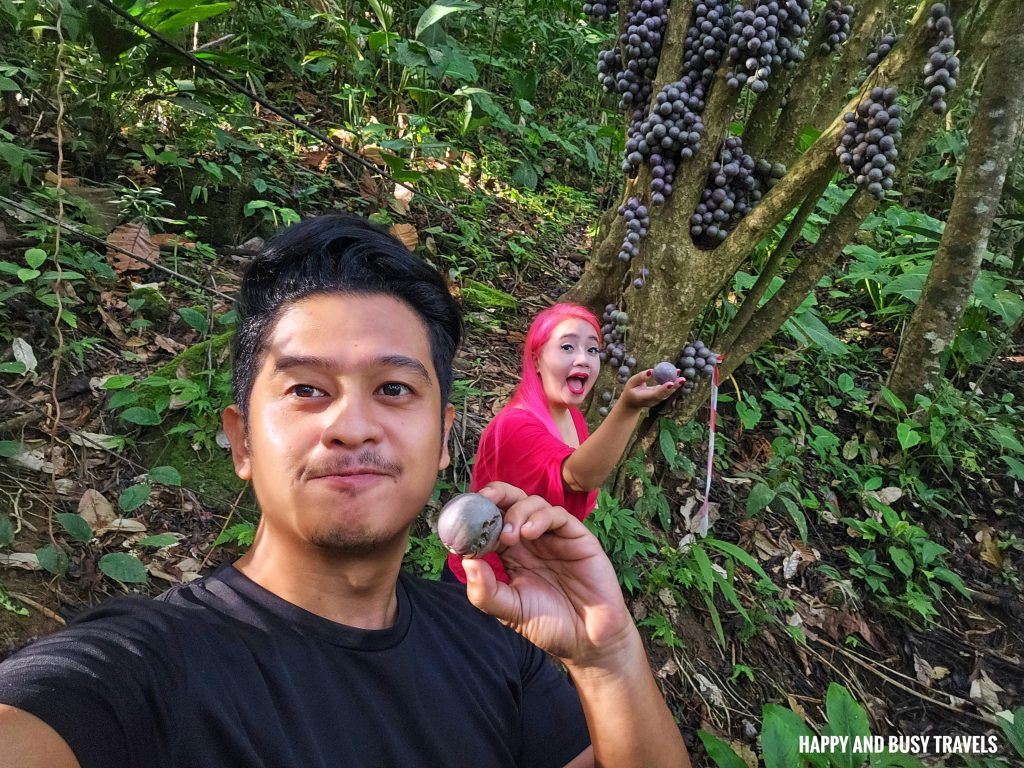 trekking limposu fruit what to do activities in Nohutu Eco Tourism - Where to stay nature camp kota kinabalu sabah Malaysia view of mount kinabalu river - Happy and Busy Travels