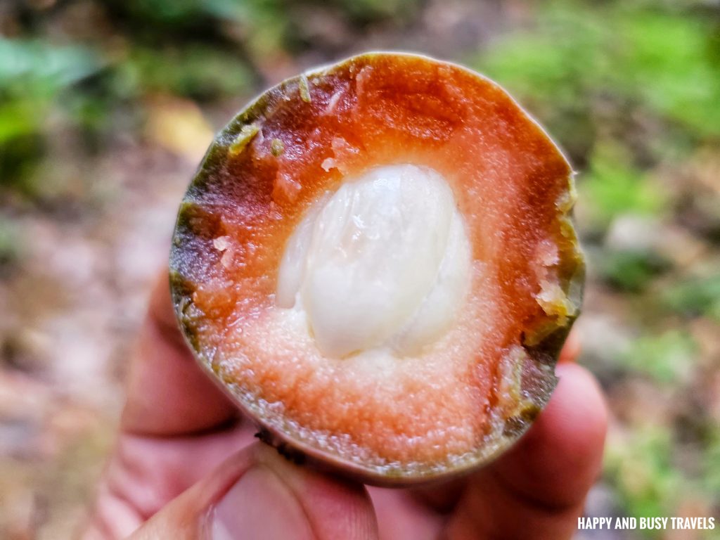 trekking limposu fruit what to do activities in Nohutu Eco Tourism - Where to stay nature camp kota kinabalu sabah Malaysia view of mount kinabalu river - Happy and Busy Travels