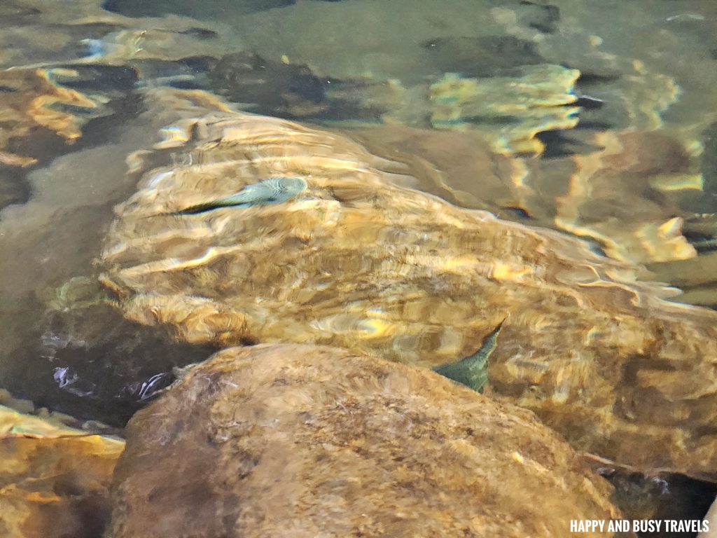 fish what to do activities in Nohutu Eco Tourism - Where to stay nature camp kota kinabalu sabah Malaysia view of mount kinabalu river - Happy and Busy Travels