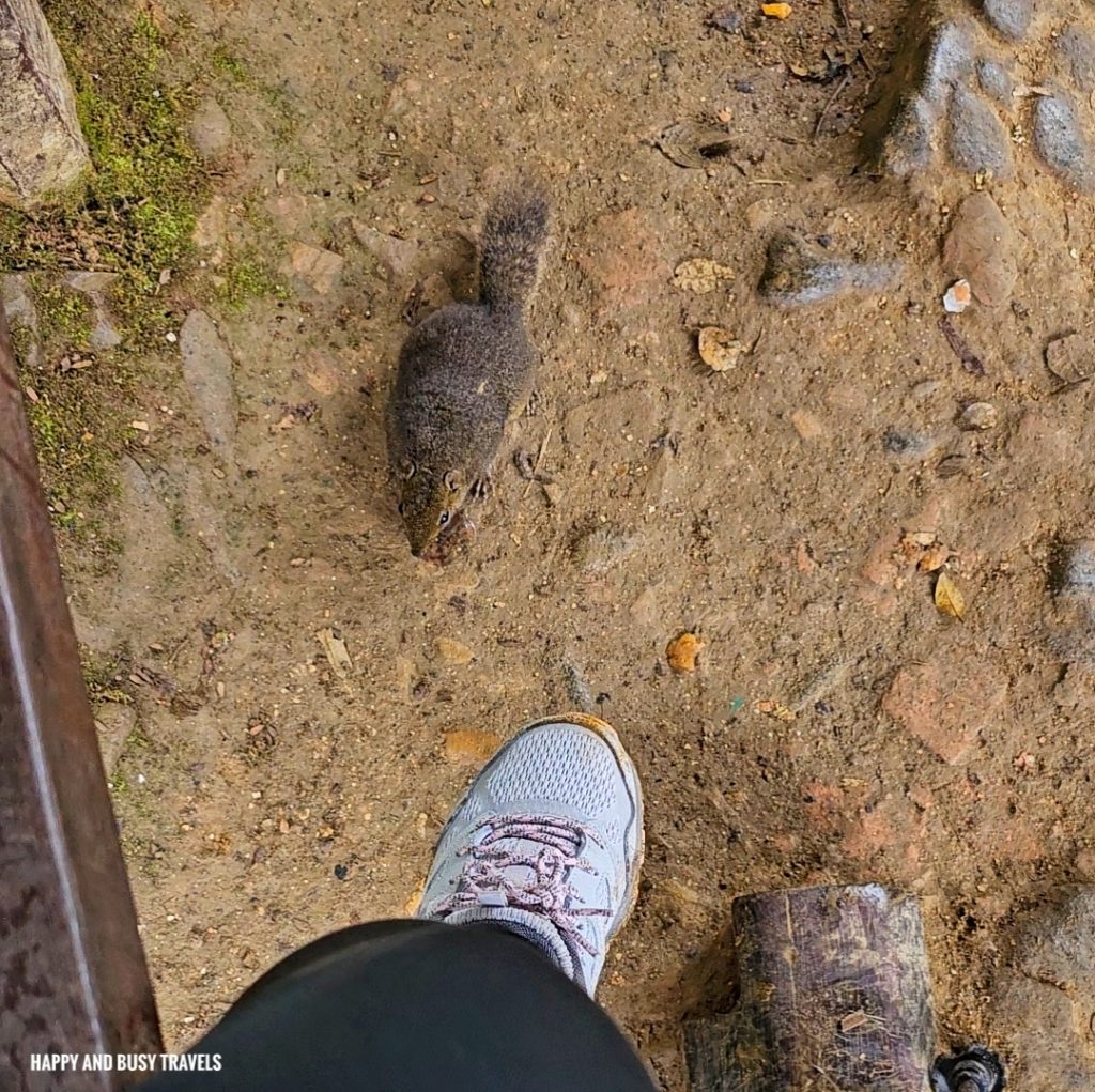 Climbing mount kinabalu 20 - Layang Layang shelter first day squirrels how to climb tips kota kinabalu sabah malaysia highest peak south east asia mountain Happy and Busy Travels