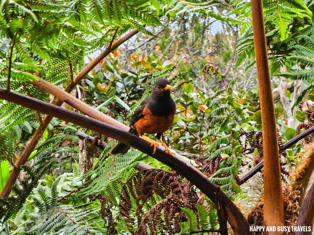 Climbing mount kinabalu 21 - Borneo Thrush Mountain blackbird first day how to climb tips kota kinabalu sabah malaysia highest peak south east asia mountain - Happy and Busy Travels