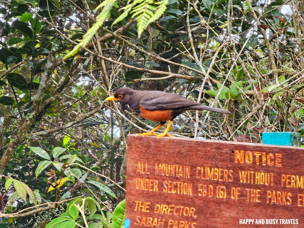 Climbing mount kinabalu 22 - Borneo Thrush Mountain blackbird first day how to climb tips kota kinabalu sabah malaysia highest peak south east asia mountain - Happy and Busy Travels