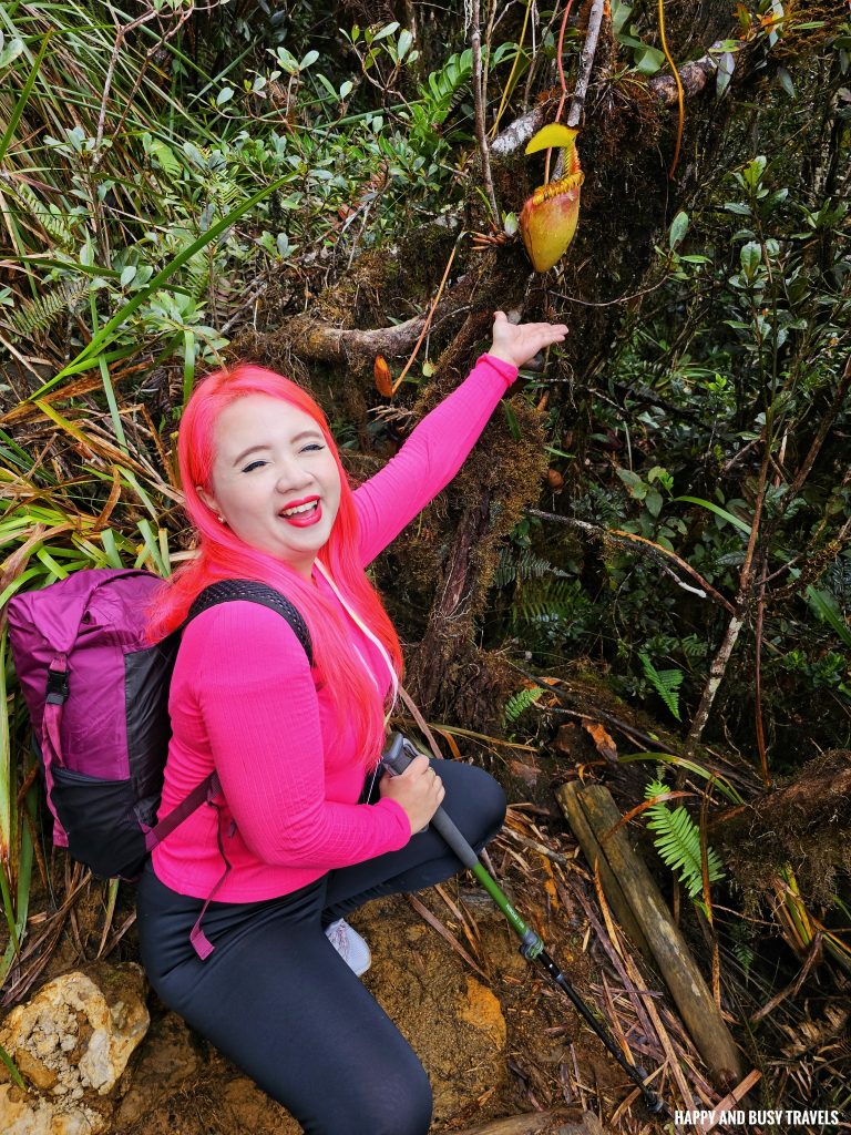 Climbing mount kinabalu 26 - Pitcher plant how to climb tips kota kinabalu sabah malaysia highest peak south east asia mountain - Happy and Busy Travels