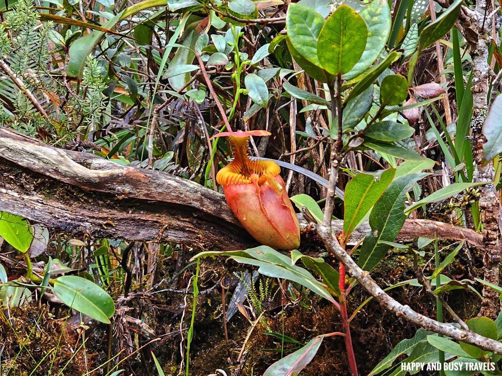 Climbing mount kinabalu 27 - Pitcher plant how to climb tips kota kinabalu sabah malaysia highest peak south east asia mountain - Happy and Busy Travels