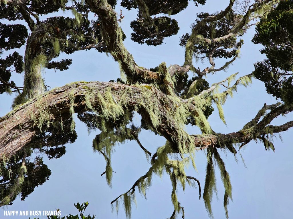 Climbing mount kinabalu 73 - foliage where to book travel agency how to climb tips kota kinabalu sabah malaysia highest peak south east asia mountain - Happy and Busy Travels