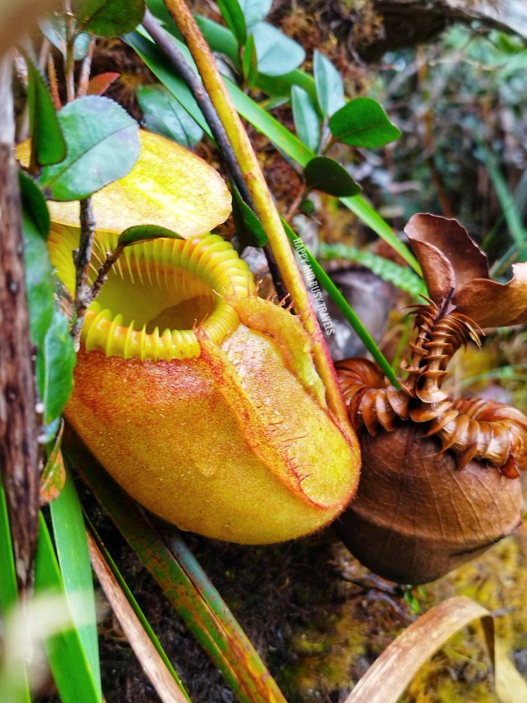 Climbing mount kinabalu 83 - pitcher plant where to book travel agency how to climb tips kota kinabalu sabah malaysia highest peak south east asia mountain - Happy and Busy Travels