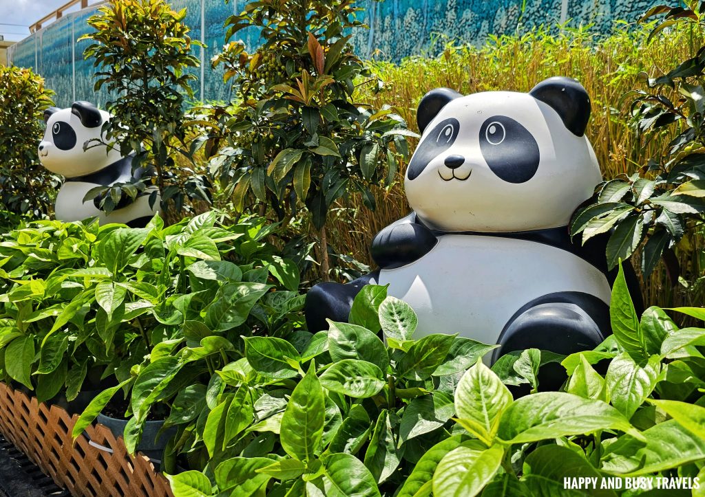 Ocean Park Hong Kong 17 - Giant Panda Theme park where to go to Hong Kong Itinerary - Happy and Busy Travels