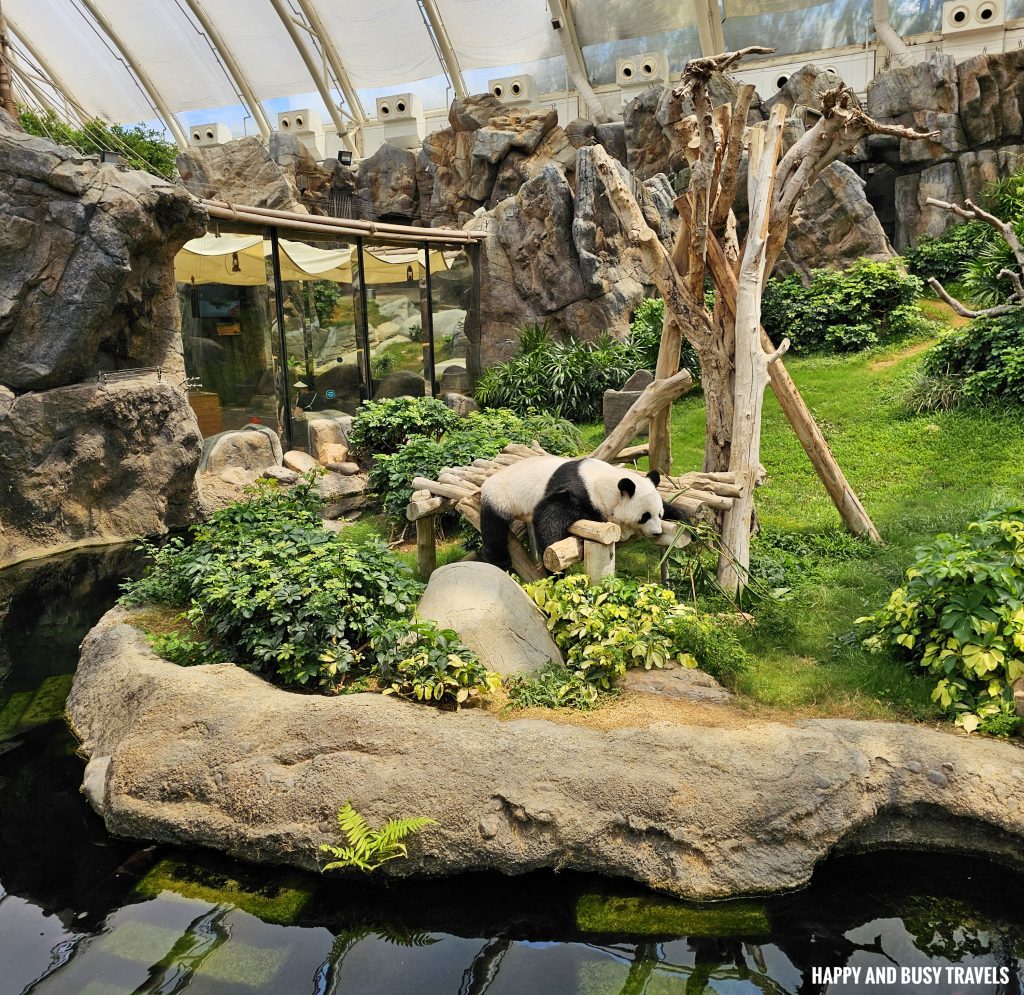 Ocean Park Hong Kong 17.2 - giant panda Theme park where to go to Hong Kong Itinerary - Happy and Busy Travels