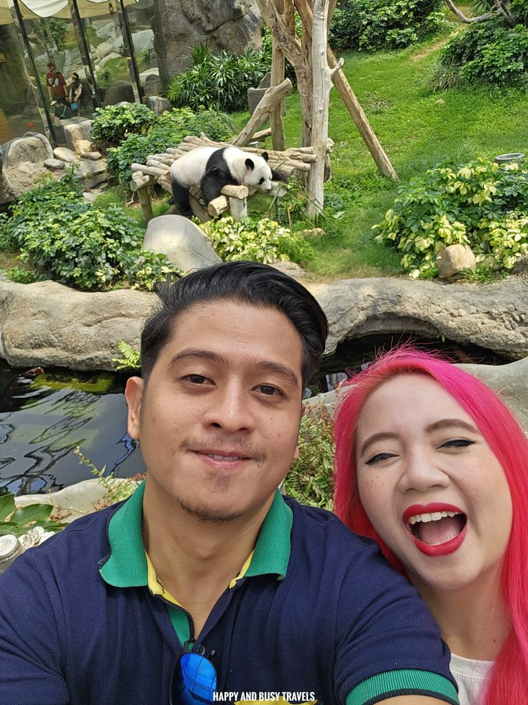 Ocean Park Hong Kong 17.3 - giant panda Theme park where to go to Hong Kong Itinerary - Happy and Busy Travels