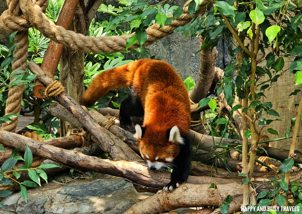 Ocean Park Hong Kong 19 - red Panda Theme park where to go to Hong Kong Itinerary - Happy and Busy Travels