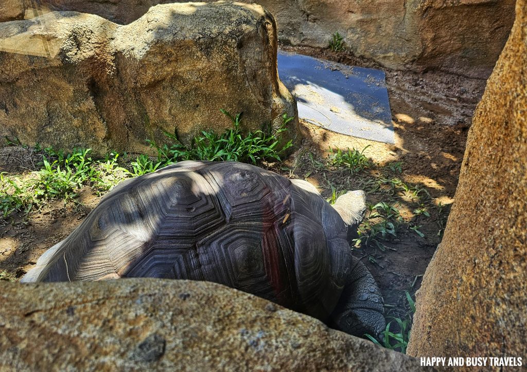 Ocean Park Hong Kong 25 - Giant tortoise Theme park where to go to Hong Kong Itinerary - Happy and Busy Travels