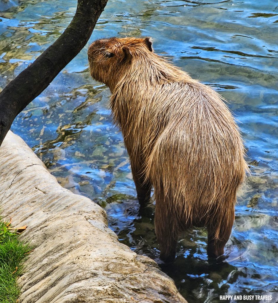 Ocean Park Hong Kong 33 - Capybara rainforest Theme park where to go to Hong Kong Itinerary - Happy and Busy Travels