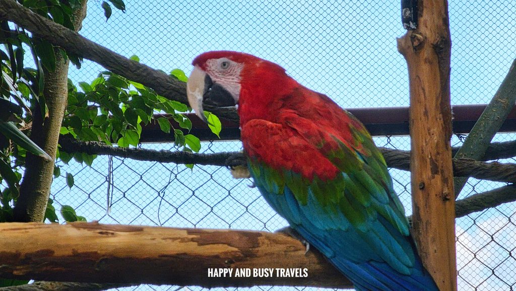Ocean Park Hong Kong 34 - Parrot rainforest Theme park where to go to Hong Kong Itinerary - Happy and Busy Travels