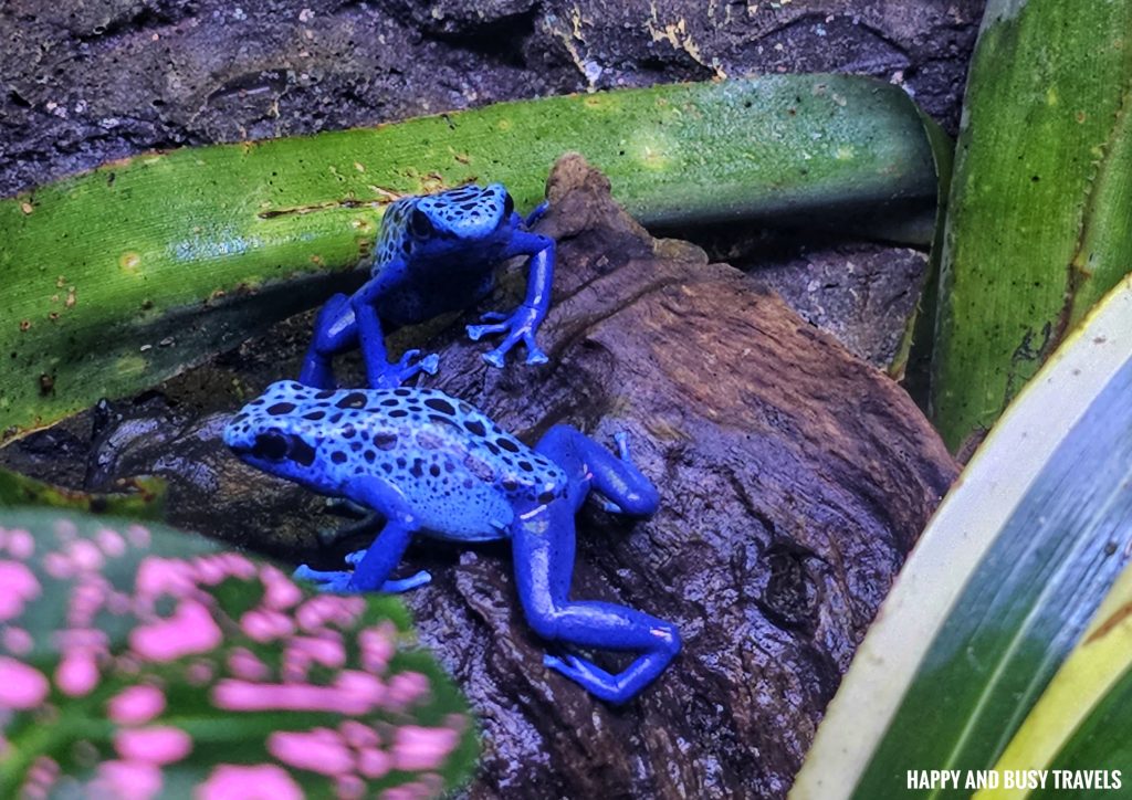 Ocean Park Hong Kong 35 - Blue Poison Dart Frog rainforest Theme park where to go to Hong Kong Itinerary - Happy and Busy Travels