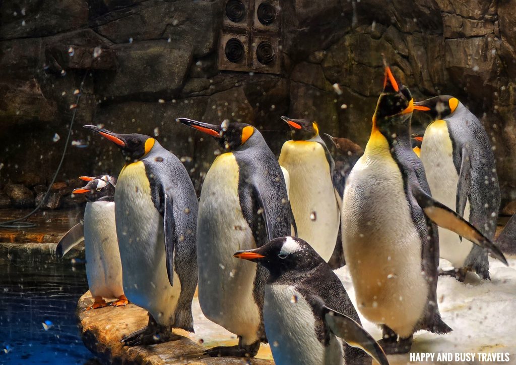 Ocean Park Hong Kong 55 - Penguin South Pole Spectacular Polar Adventure Theme park where to go to Hong Kong Itinerary - Happy and Busy Travels