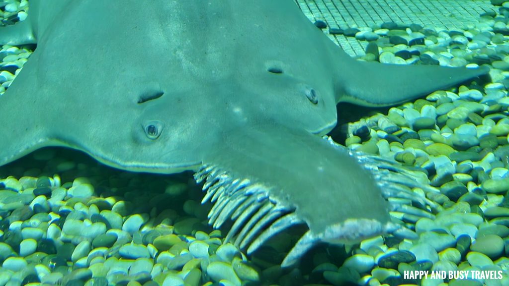 Ocean Park Hong Kong 71 - Largetooth sawfish Shark Mystique Marine World Theme park where to go to Hong Kong Itinerary - Happy and Busy Travels